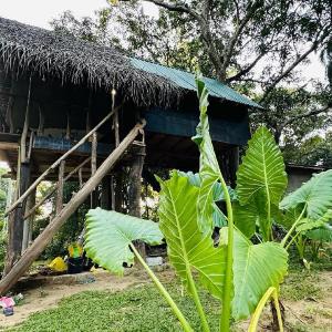 Sigiri Veenus Tree House