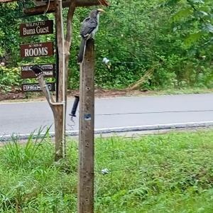 Wilpattu Buma Lodge And Homestay