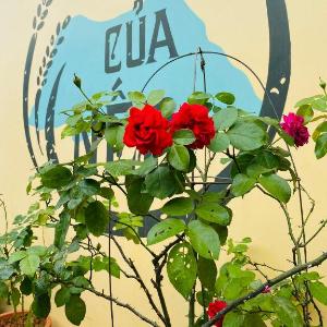 Nhà của Nếp