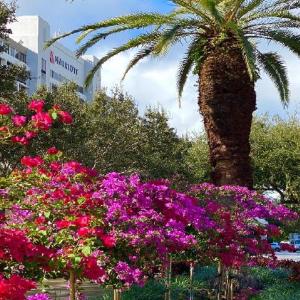 Cacti Park of the Palm Beaches Hotels - Palm Beach Gardens Marriott