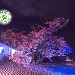 Mini casa de árbol mágica céntrica y de vistas panorámicas