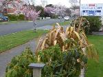 Invercargill New Zealand Hotels - Heritage Court Motel