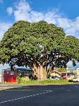 New Plymouth New Zealand Hotels - Landmark Manor Motel