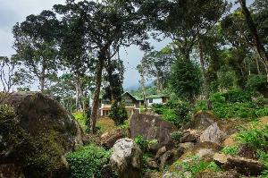 Neelakurunji Plantation Munnar, Munnar