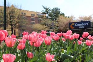 Comfort Inn University Center, Fairfax