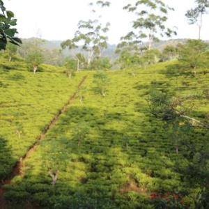 The Tea View Guest Ella
