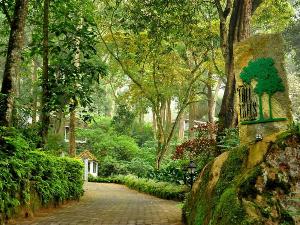 The Tall Trees, Munnar