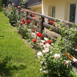 Apartments Vila Velickovic