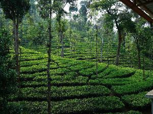 OYO 5024 Mist Heaven Hill Resort, Kalpetta