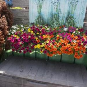 Amsterdam Roof Terrace B&B