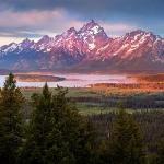 Jackson Lake Lodge moose Wyoming