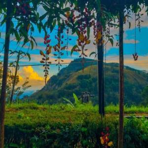 Ella Happy View Homestay