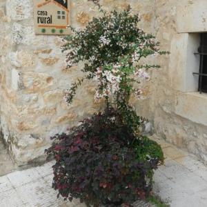 Casa Rural Campillo de Aranda