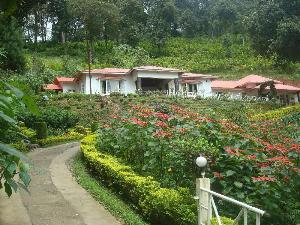 Olive Brook, Munnar
