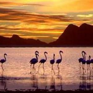 Flamingo Lake Resort