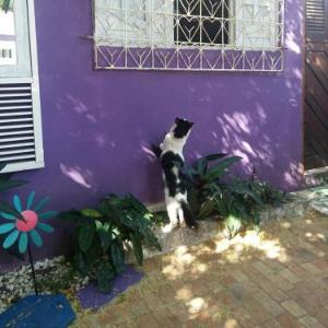 Hostel Margo House