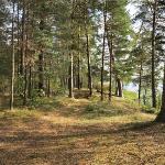 Sunny forest Svetlogorsk