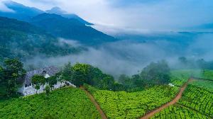 Tea Harvester, Munnar