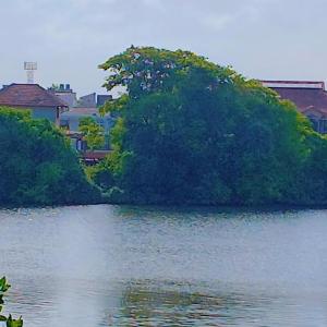 Lotus Vibe Resort