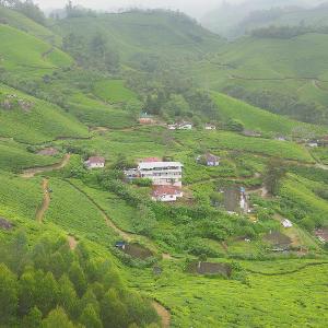 5 Bedroom in Tea Plantation