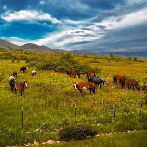Wild Horse Meadows Eden Powder Mtn