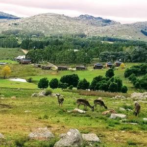 Cabañas Valle de los Ciervos