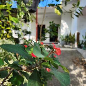 Five Mirissa Homestay