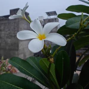 jaipurnesthomestay