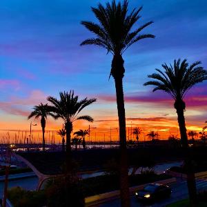 Palmeras Puerto Torrevieja