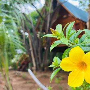 Kurulu Kele Tree House