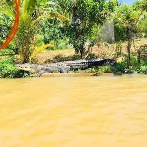 Southern Crocodile - River Safari and on boat fish therapy in matara nilwala river