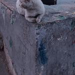Master kings of the pyramids 