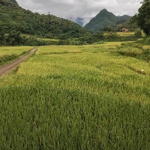 chuyên các món ăn dân tộc địa phương
