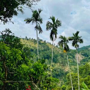 Ella Cloud View Homestay