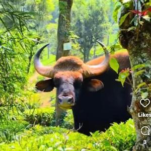 Vhf premium cottage home stay Kodaikanal