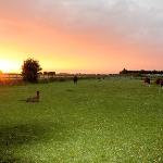 Glamping with Llamas (Melisa Christina) 