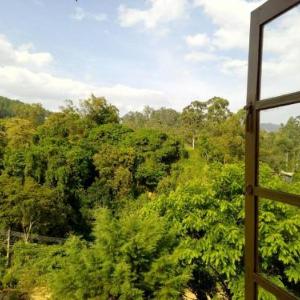 Green View Ella