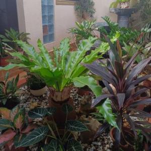 Villa Skanderbeg Guest House