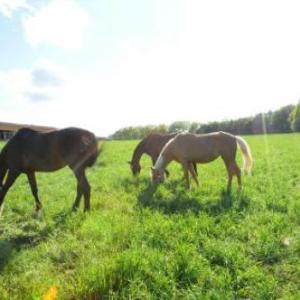 Freizeit Reitstall Schammelsdorf