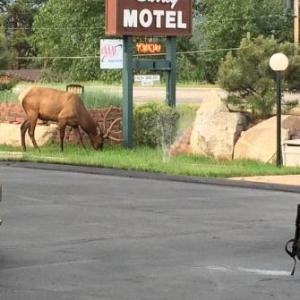 Saddle & Surrey Motel