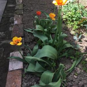 Crown Street Garden Studio