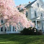 the Beech tree BB Rockport