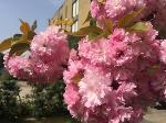 Figline Valdarno Italy Hotels - Hotel I Ciliegi