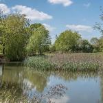 Kingfishers At Cretingham Country Park