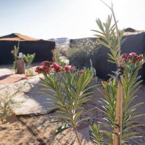 Typical Luxury Desert Camp - Camel Trekking & Desert Activities