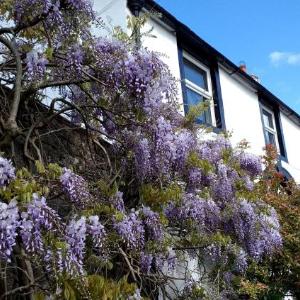 Hotels near Lowther Deer Park Penrith - The White House Guest House