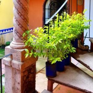 Villa Alfonsina