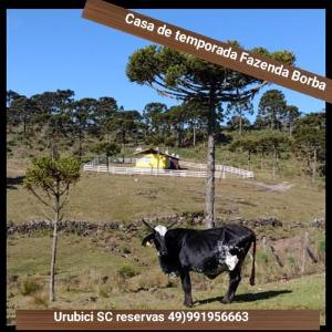 Casa e cabana de campo Fazenda Borba