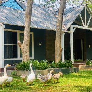 1000 SILVERS -Farm Stay