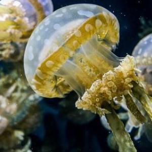 Hotels near Monterey Bay Aquarium - Intercontinental The Clement Monterey
